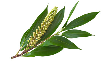 Eurycoma longifolia isolated png on a transparent background