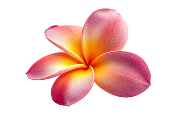Frangipani flower isolated png on a transparent background