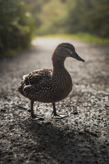 A female duck on a pathway looking for bread.