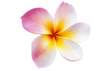 Frangipani flower isolated png on a transparent background