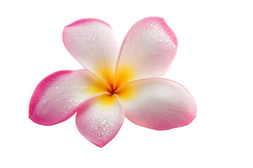 Fototapeta premium Frangipani flower isolated png on a transparent background
