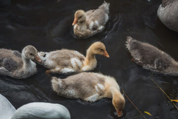 Ducklings together swimming in a pond.