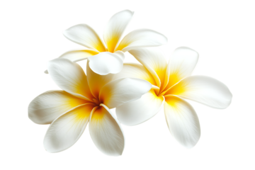 Frangipani flower isolated png on a transparent background