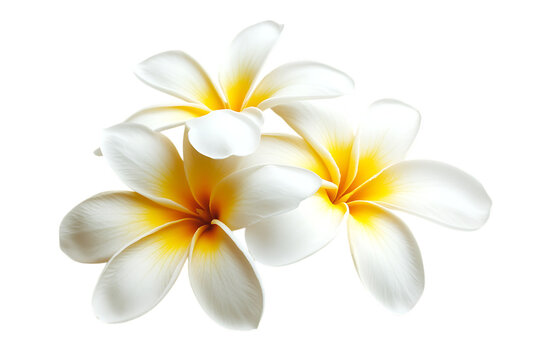 Frangipani flower isolated png on a transparent background