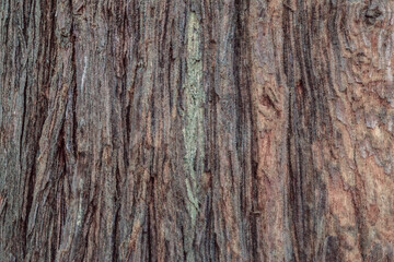 tree trunk in the forest, tree, texture, nature texture, nature background, rought texture, nature rought, cracked bark, closeup, natural closeup, rustic, rustic background, tree forest, tree texture 