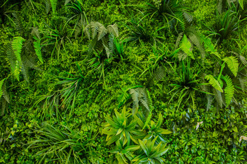 Interior decoration Green Leaves Background - Close-up Nature Texture, wall plant