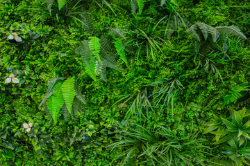 Interior decoration Green Leaves Background - Close-up Nature Texture, wall plant