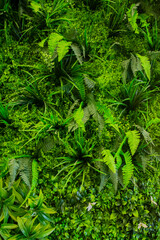 Interior decoration Green Leaves Background - Close-up Nature Texture, wall plant