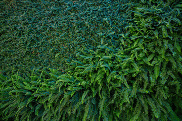 Interior decoration Green Leaves Background - Close-up Nature Texture, wall plant