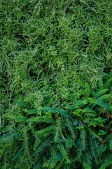 Interior decoration Green Leaves Background - Close-up Nature Texture, wall plant