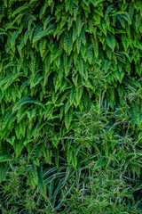 Interior decoration Green Leaves Background - Close-up Nature Texture, wall plant