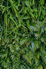 Interior decoration Green Leaves Background - Close-up Nature Texture, wall plant