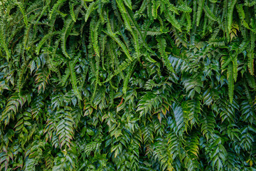 Interior decoration Green Leaves Background - Close-up Nature Texture, wall plant