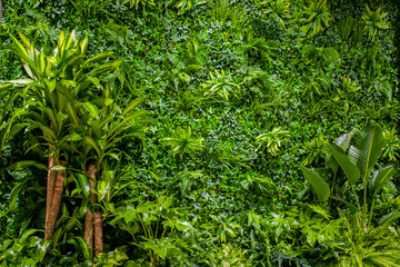 Interior decoration Green Leaves Background - Close-up Nature Texture, wall plant