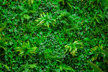 Interior decoration Green Leaves Background - Close-up Nature Texture, wall plant