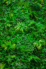 Interior decoration Green Leaves Background - Close-up Nature Texture, wall plant