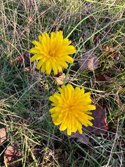 yellow dandelions in the grass
