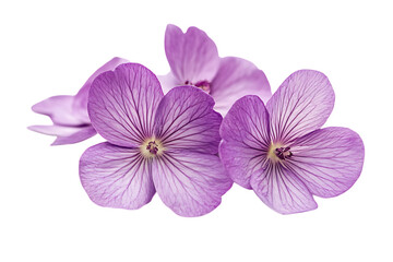 Purple flowers isolated png on a transparent background