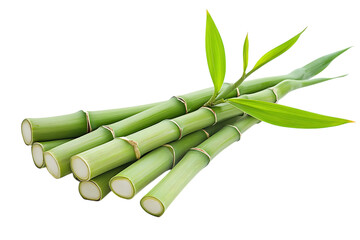 Fototapeta premium Bamboo shoot isolated png on a transparent background