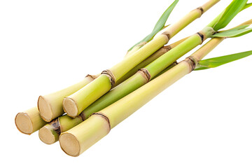 Fototapeta premium Bamboo shoot isolated png on a transparent background