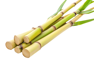 Bamboo shoot isolated png on a transparent background