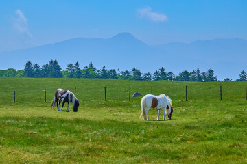 Fototapeta premium 長野県上田市の美ヶ原牧場から南東側の蓼科山,八ヶ岳方面を見る