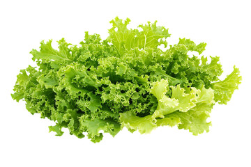 Obraz premium Mizuna lettuce Japanese Mustard vegetable salad for good health isolated png on a transparent background