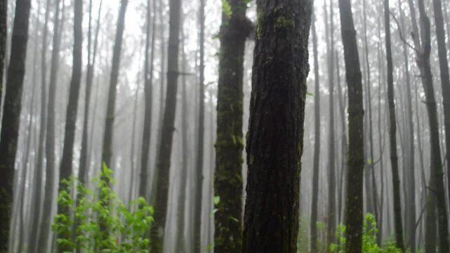 Conifer tree trunks swaying in the wind in a pine forest, rainy day. Pine rainforest with cloudy sky. Fog in the pine forest. Rain falling, calming and relaxing atmosphere