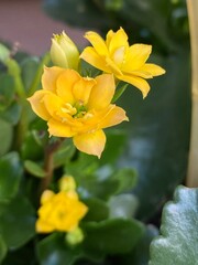 Vivid yellow Kalanchoe flowers with lush green leaves, for nature themed design, gardening project, floral background, gift cards. Captures essence of freshness, beauty, tranquility in vibrant detail