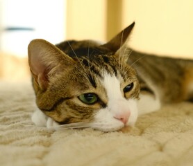 リラックスしている猫