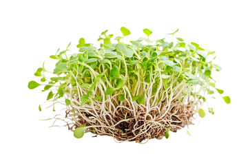 Alfalfa sprouts or kai wah-rei isolated png on a transparent background