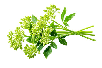 Angelica sinensis herb isolated png on a transparent background