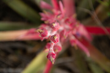 Flor de macambira com fundo desfocado