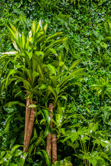 Green background nature wall vertical garden at interior and exterior decoration home or office for living in good relax space.