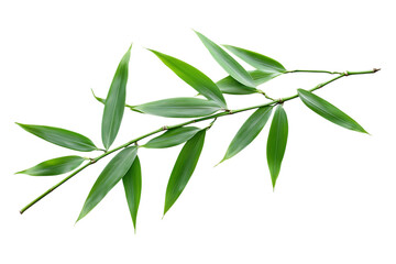 Bamboo leaves isolated png on a transparent background