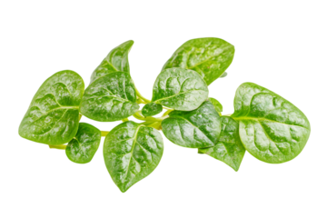 Malabar spinach or Ceylon spinach isolated png on a transparent background