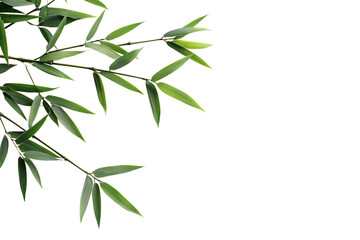 Bamboo leaves isolated png on a transparent background
