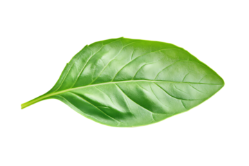Basil leaf isolated png on a transparent background