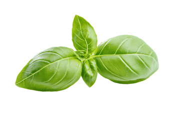 Fototapeta premium Basil leaf isolated png on a transparent background