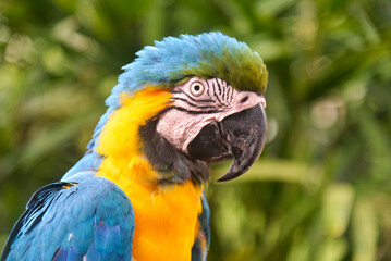 The blue-and-yellow macaw (Ara ararauna) is a majestic tropical parrot with bright blue and golden yellow plumage.