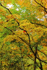 岐阜県郡上市の紅葉と竹