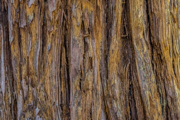 Rough tree bark closeup. Textured pine bark. Cracked bark, nature texture background. Tree trunk in the forest, tree texture pattern, Dry bark texture