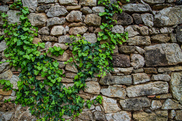 Green background nature wall vertical garden at interior and exterior decoration home or office for living in good relax space.