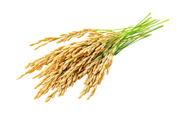Rice seeds isolated png on a transparent background