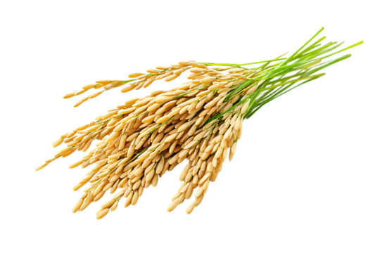 Rice seeds isolated png on a transparent background