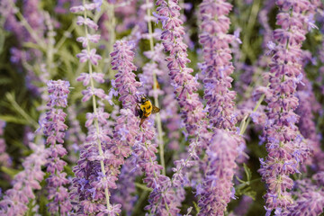 Bumblebee in the Lavender