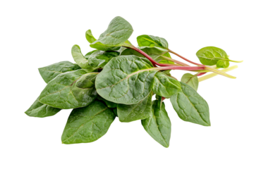Malabar spinach or Ceylon spinach isolated png on a transparent background