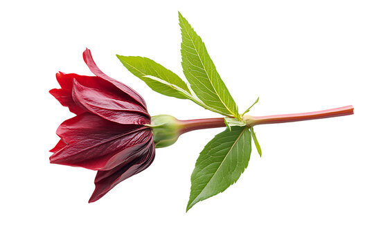 Roselle isolated png on a transparent background