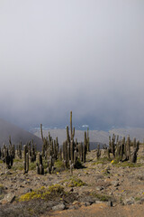 Cactus on the Edge of the Pacific Coastline, Morro Moreno National Park, Chile