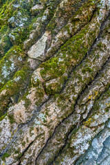 Rough tree bark closeup. Textured pine bark. Cracked bark, nature texture background. Tree trunk in the forest, tree texture pattern, Dry bark texture